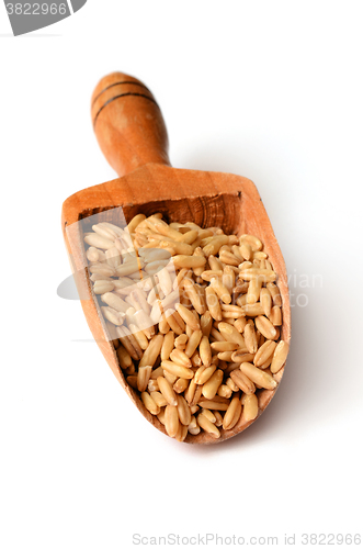 Image of whole oat seeds