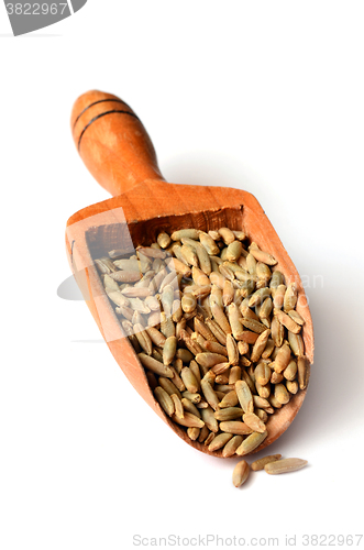 Image of rye grain seeds