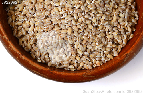 Image of barley grain seeds