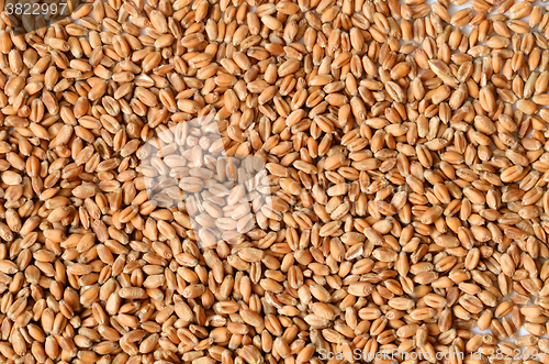 Image of Uncooked wheat grain