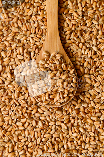 Image of Uncooked wheat grain