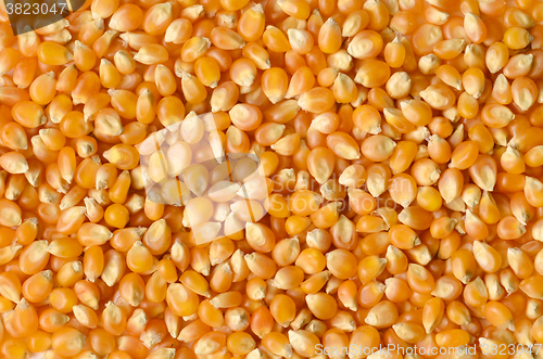 Image of corn grains close up