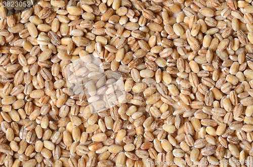 Image of barley grain seeds