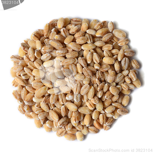 Image of barley grain seeds