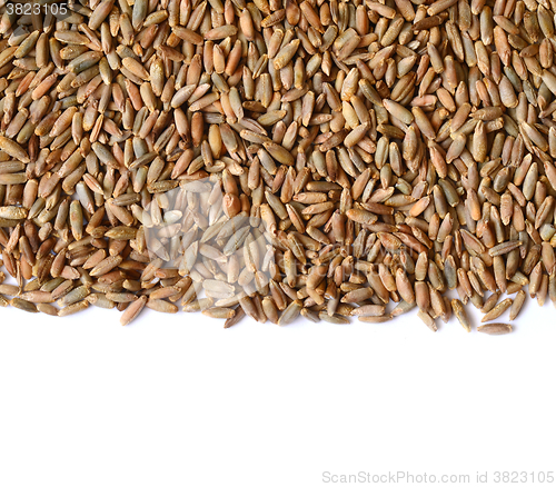 Image of rye grain seeds