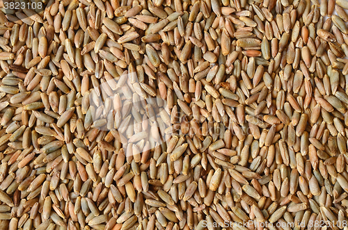 Image of rye grain seeds