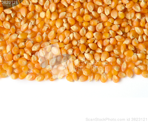 Image of corn grains close up