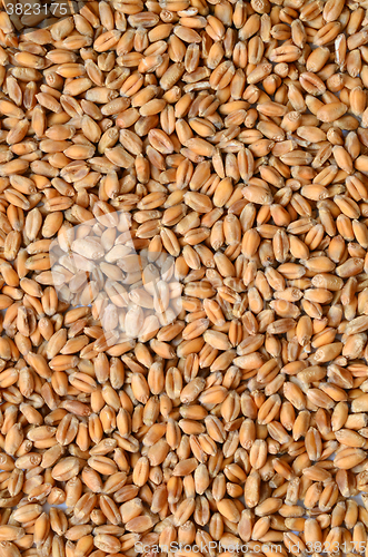 Image of Uncooked wheat grain
