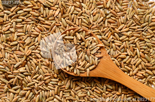 Image of rye grain seeds