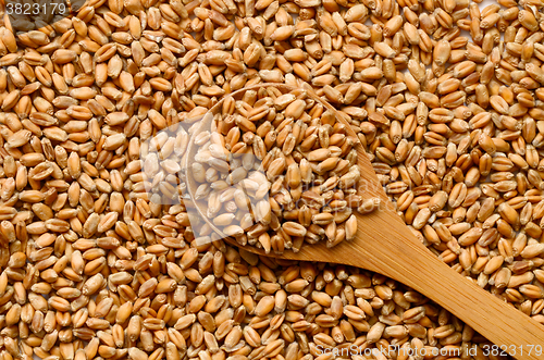 Image of Uncooked wheat grain