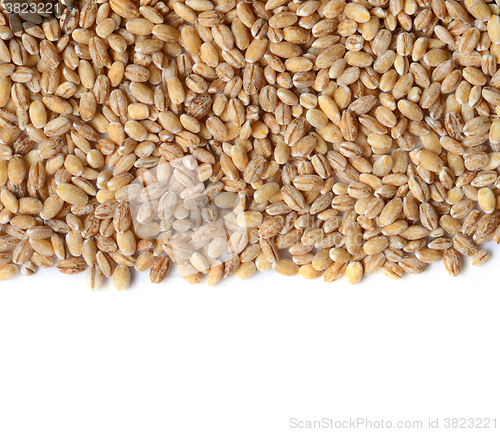 Image of barley grain seeds