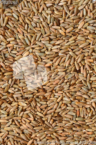 Image of rye grain seeds