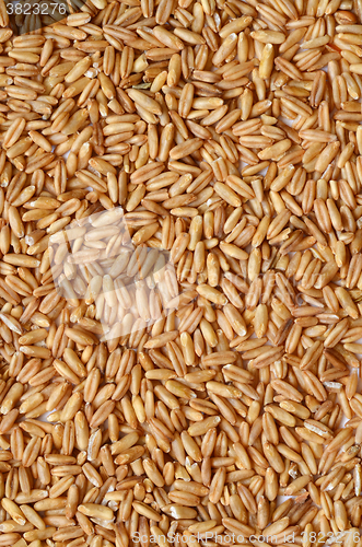 Image of whole oat seeds
