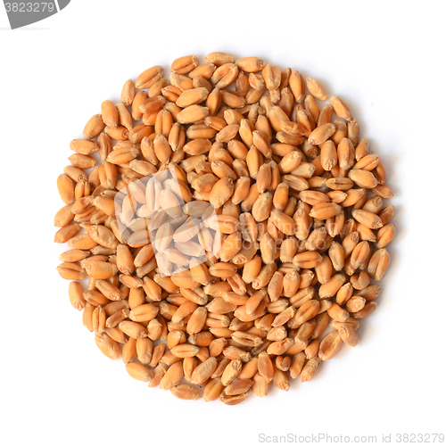 Image of Uncooked wheat grain