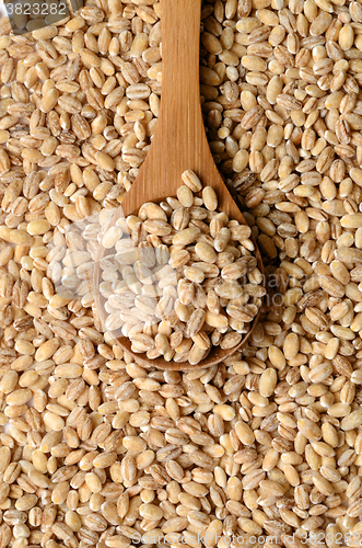 Image of barley grain seeds