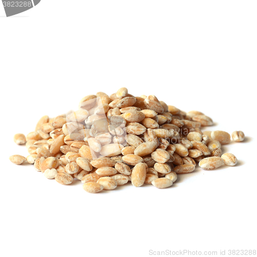 Image of barley grain seeds