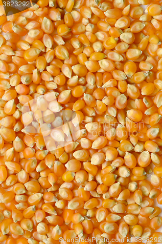 Image of corn grains close up