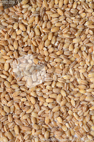 Image of barley grain seeds