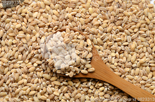 Image of barley grain seeds