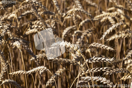 Image of ripened cereals   ,  field  