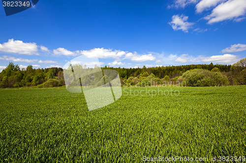 Image of agricultural field ,  forest.