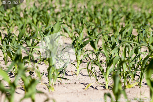 Image of Field of green corn  