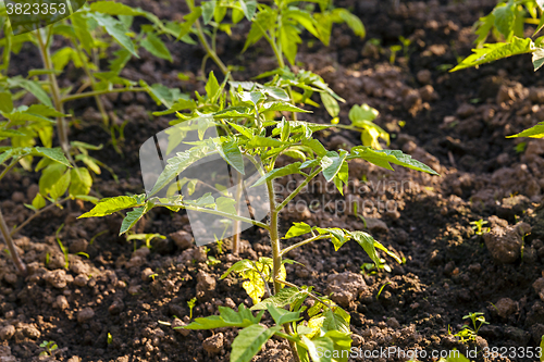 Image of Tomato seedlings, Close-up.