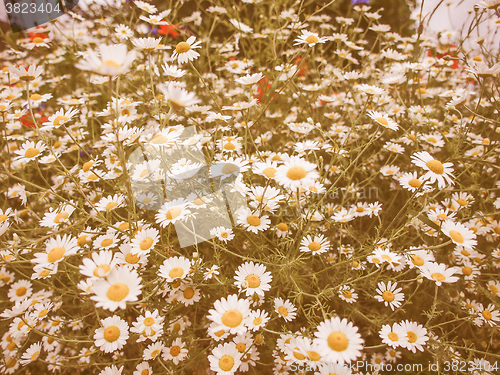 Image of Retro looking Camomile flower