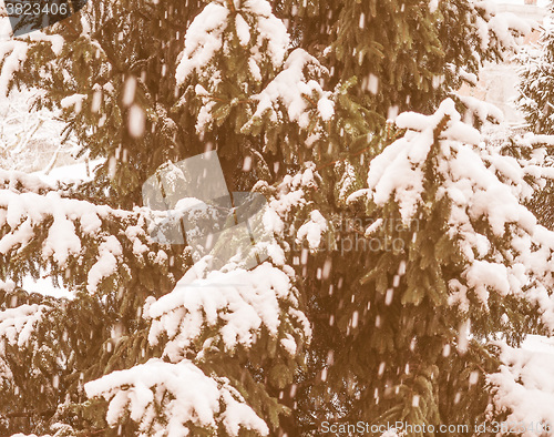 Image of Retro looking Pine tree