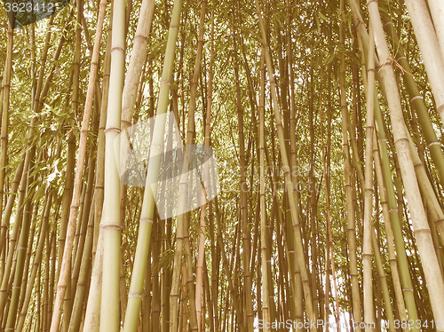 Image of Retro looking Bamboo picture