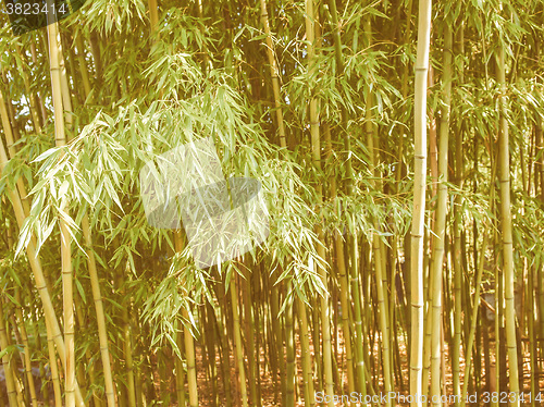 Image of Retro looking Bamboo plants