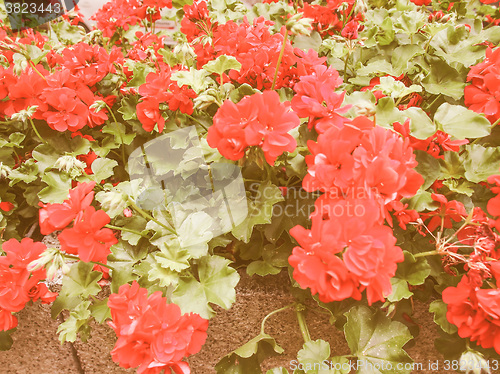 Image of Retro looking Geranium flower