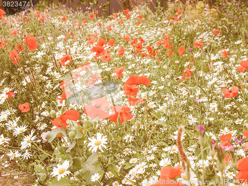 Image of Retro looking Papaver flower