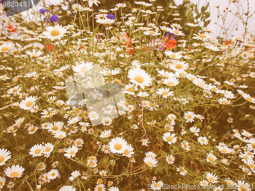 Image of Retro looking Camomile flower