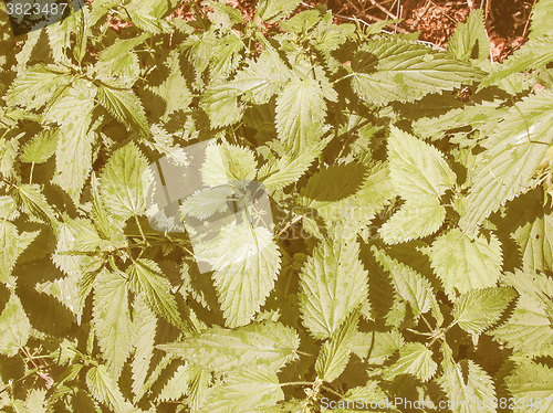 Image of Retro looking Stinging nettle