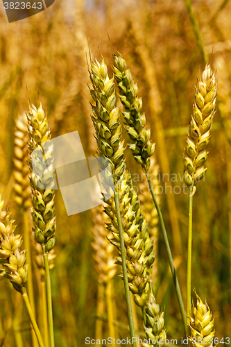 Image of ripe wheat ,  close-up 