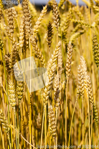 Image of ripened cereals ,  close up