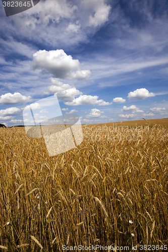 Image of unripe cereals , field 