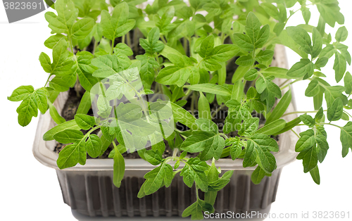 Image of Young tomato seedlings in the container with the ground.