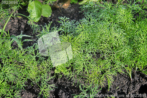 Image of Young plants of dill, covered with dew.