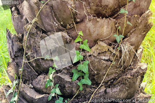 Image of Fragment of the trunk of an old palm tree.