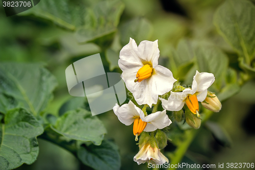 Image of Flowering potatoes on the field with small white flowers.