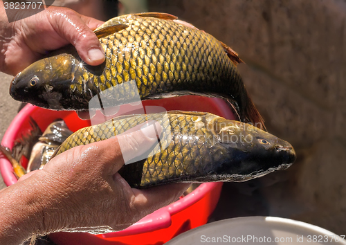 Image of The caught catch of fish in hands at the fisherman.