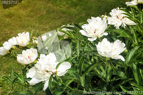 Image of Blossoming white peony among green leaves