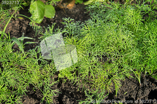 Image of Young plants of dill, covered with dew.