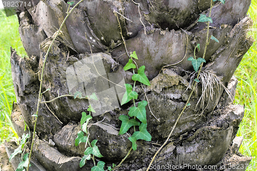 Image of Fragment of the trunk of an old palm tree.