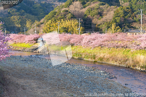 Image of Sakura tree in kawazu