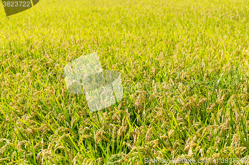 Image of Rice meadow