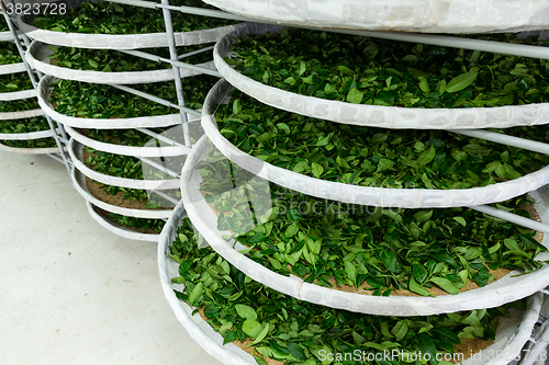 Image of The fermentation of tea in factory