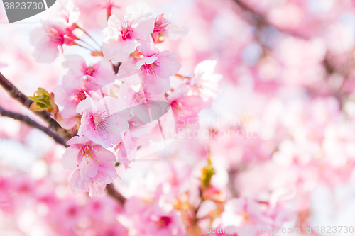 Image of Sakura